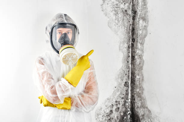 Professional Mold Removal & Remediation in Lindale, GA